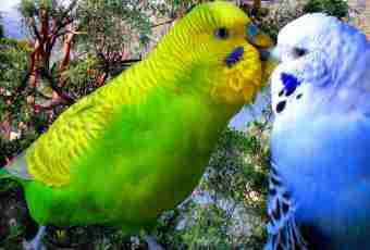 How to distinguish a sex of budgerigars