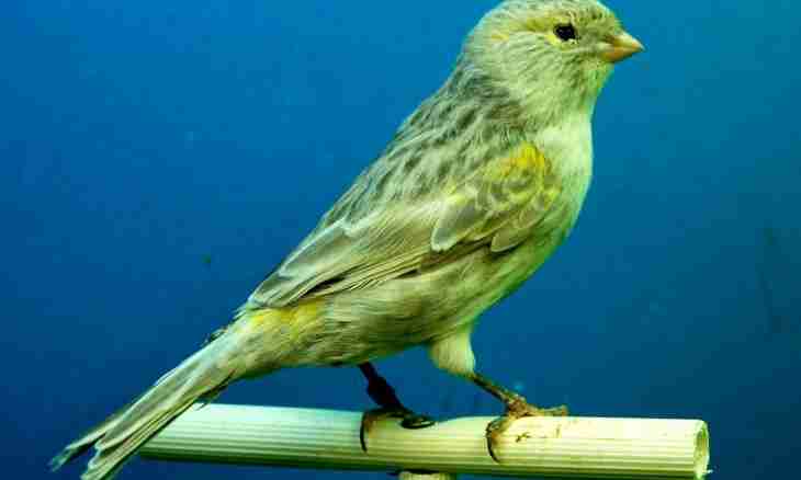 How to tame a canary