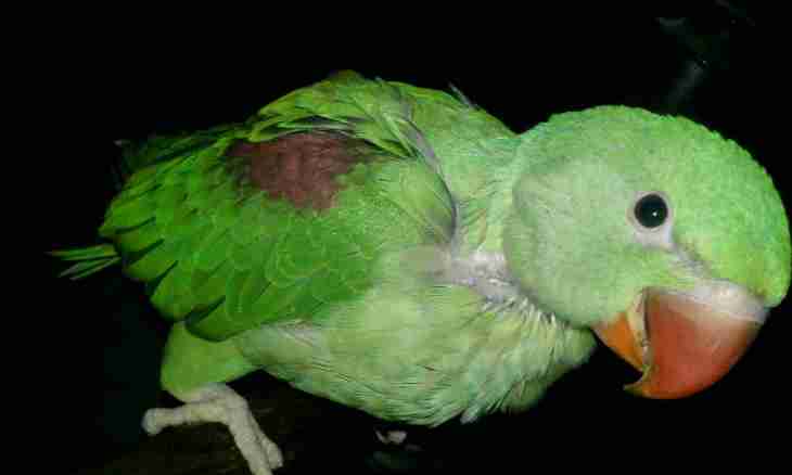 How to distinguish a parrot of a nerazluchnika-male from a female