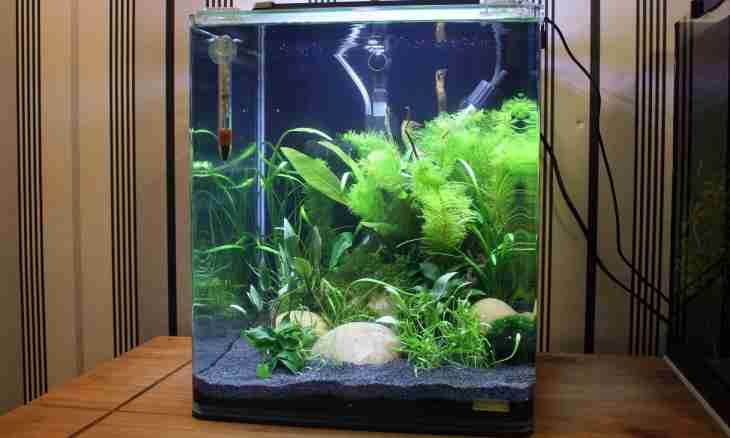 How to make an aquarium independently