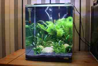 How to make an aquarium independently