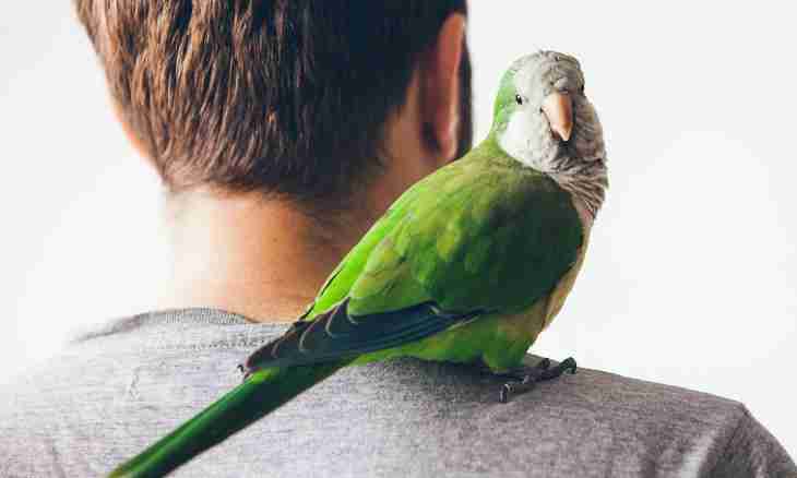 How to teach a parrot to bathe