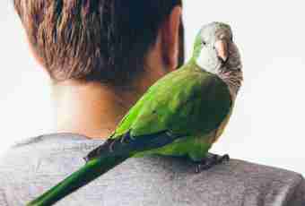 How to teach a parrot to bathe