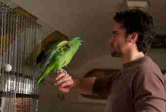 How to teach a parrot to talk easily