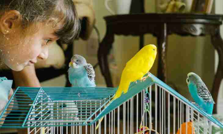 How to teach a female of a parrot to speak