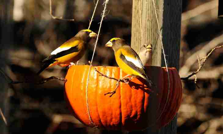 What to make a birds feeder of: three original ideas