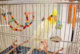 How to accustom a parrot to a cage