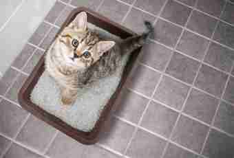 What trays for kittens happen?