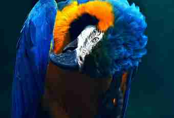 How to choose and buy a parrot of macaw