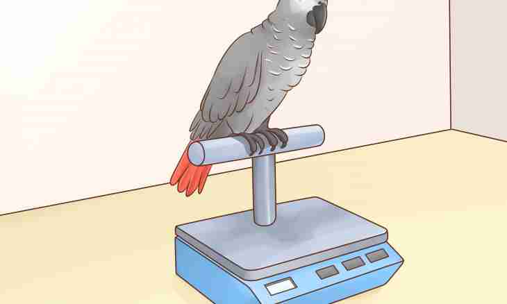 How to define, a parrot - the boy or the girl?