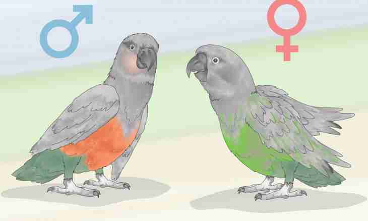 How to distinguish a sex of a parrot
