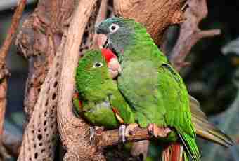 How to choose couple to a parrot
