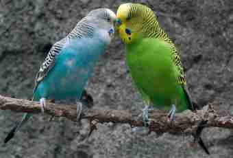 How to define a sex at a budgerigar