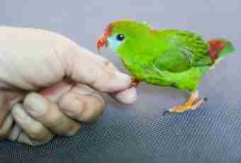 How to teach a parrot-nerazluchnika to speak