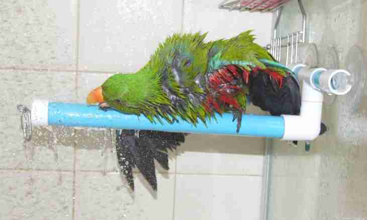 How to bathe parrots