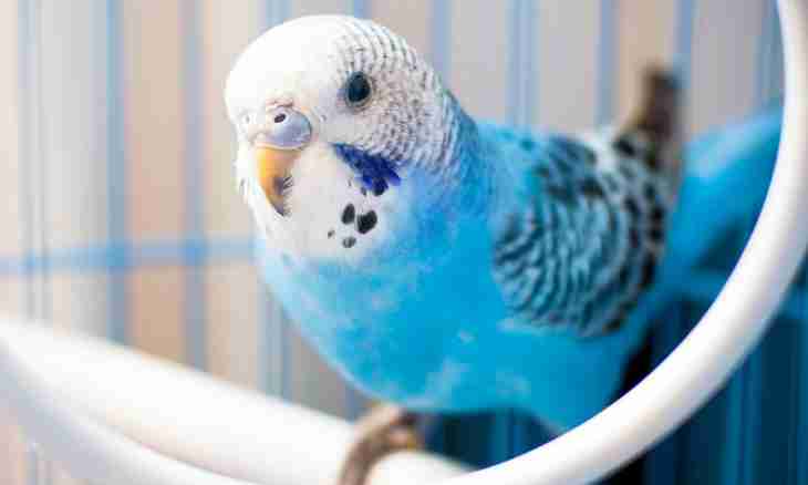 How to look after budgerigars
