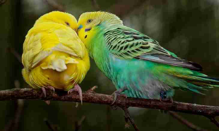 How to breed budgerigars