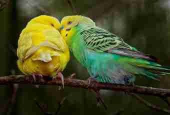 How to breed budgerigars
