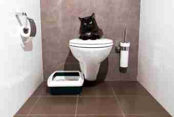 How to choose a cat's toilet