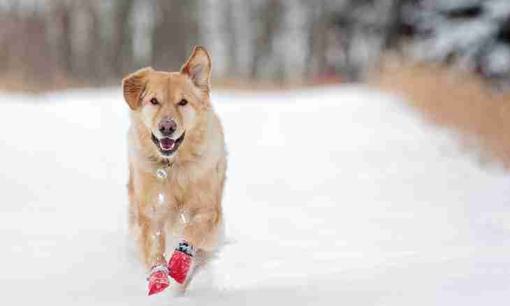 How to choose winter boots for a dog