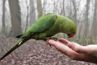 What are breeds of the speaking parrots