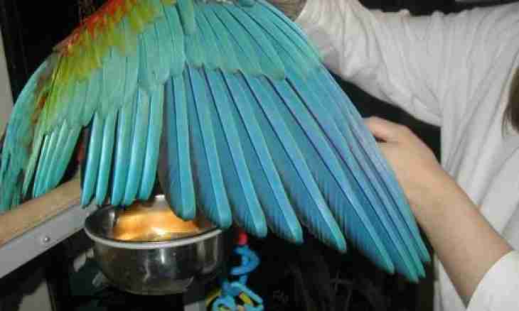 How to cut off wings at a parrot