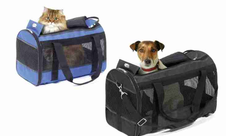 How to choose a bag carrying for a dog
