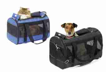 How to choose a bag carrying for a dog