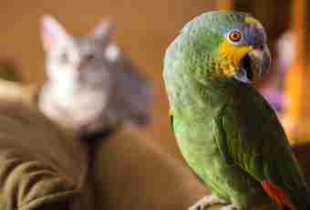 How to teach to talk a parrot to a korell