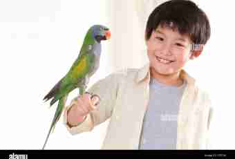 How to call a parrot of the boy wavy