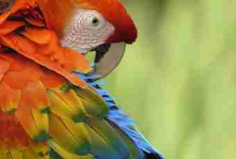 Why parrots talk