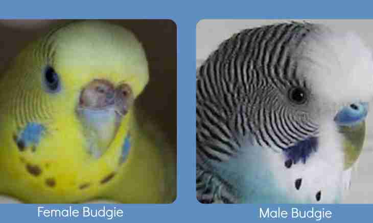 How to distinguish a male of a budgerigar from a female
