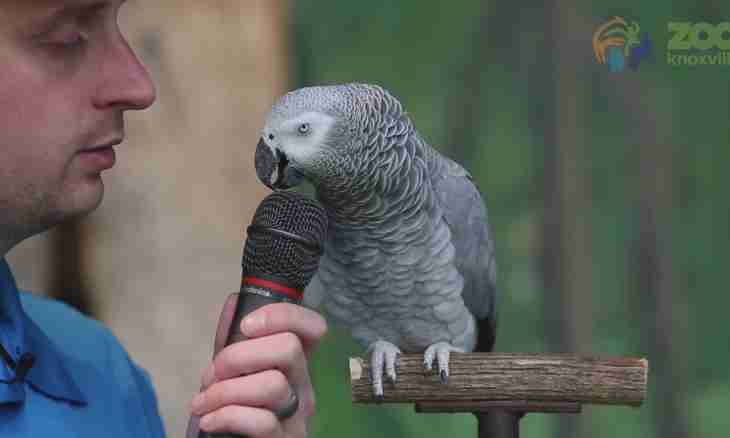 All about parrots how to call the pet