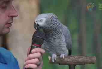 All about parrots how to call the pet