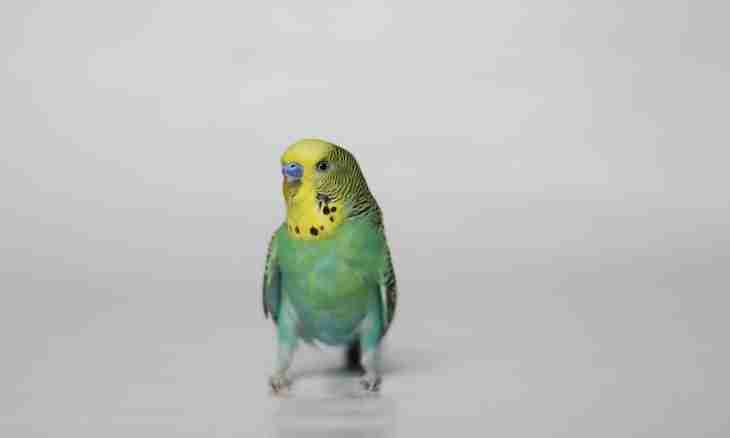 How to play with a budgerigar