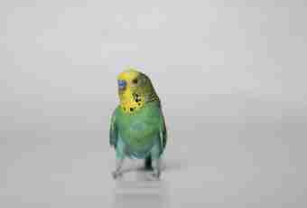 How to determine the age of a budgerigar