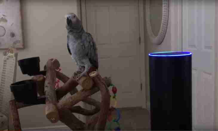 How quickly to teach to speak a parrot in house conditions?