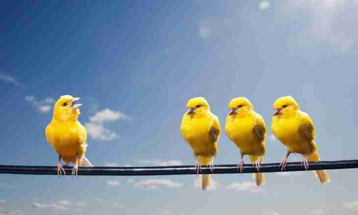 How to teach a canary to sing