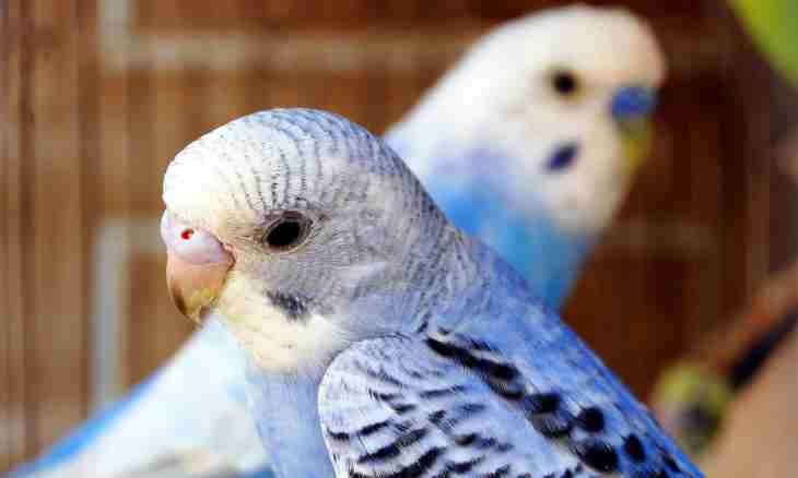 How to breed budgerigars in house conditions