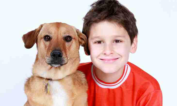 How to persuade parents to buy a dog