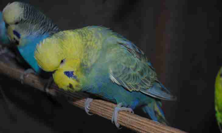 Why parrots scratch