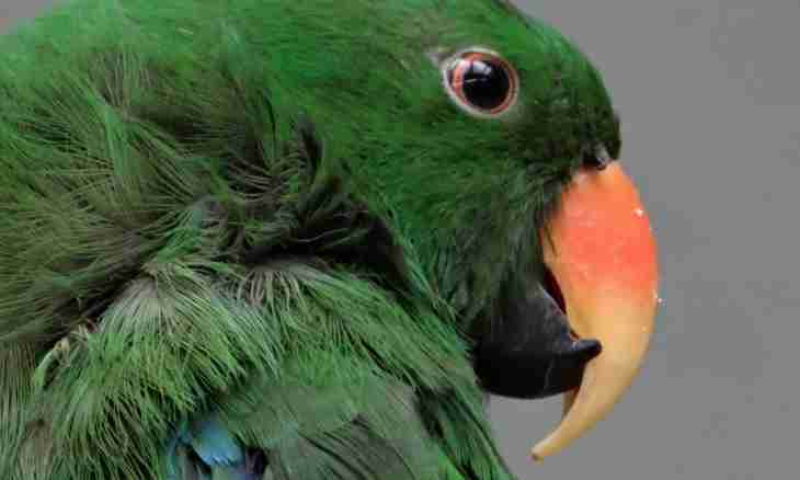 Why parrots fade