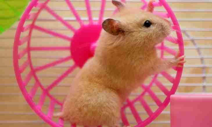 How to persuade parents to buy a hamster