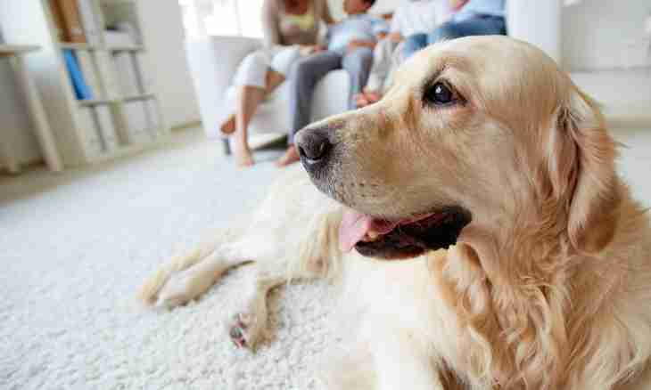 How to choose a dog for the apartment