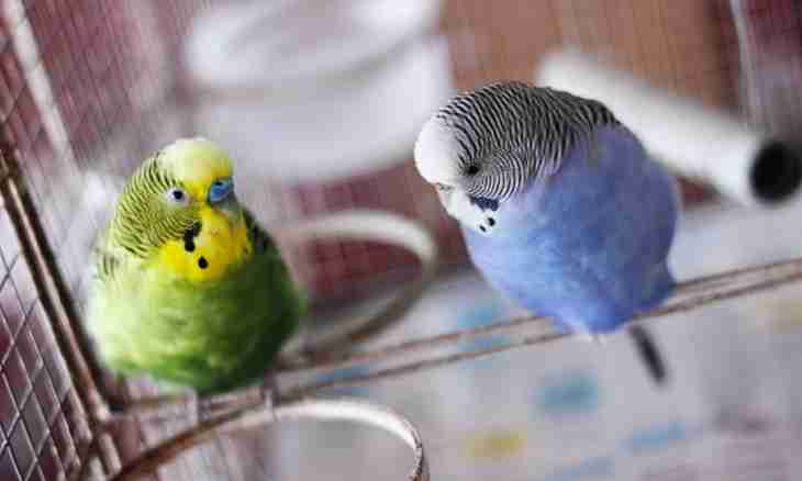 How to buy a budgerigar