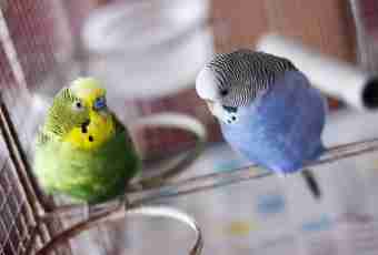 How to buy a budgerigar