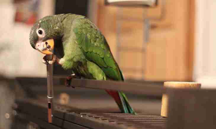 How to train a parrot in speaking