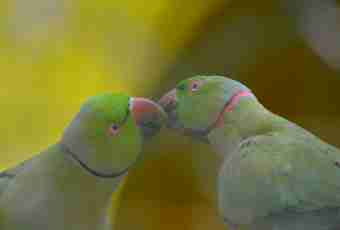 Why parrots speak