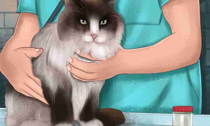 How to bring fleas at a cat