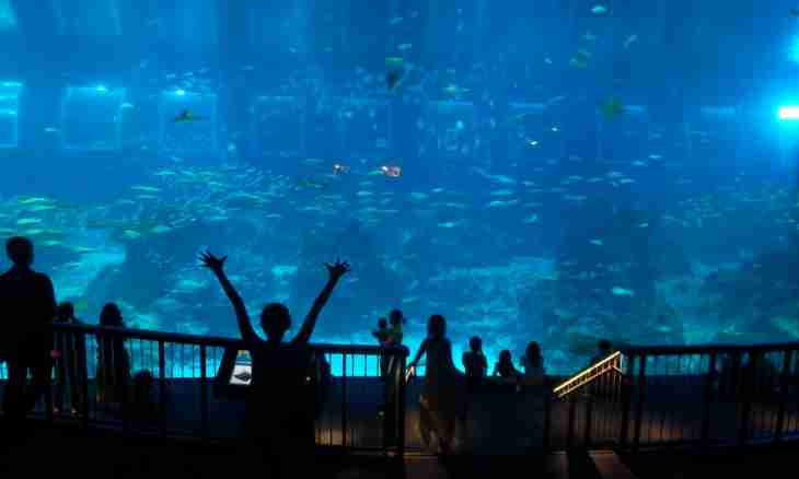 How to establish an aquarium